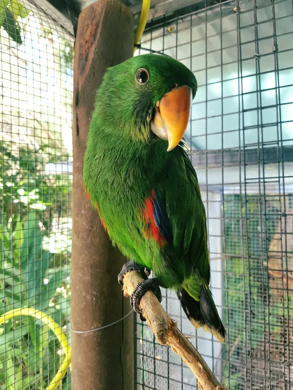 Neuguinea Edelpapagei kaufen