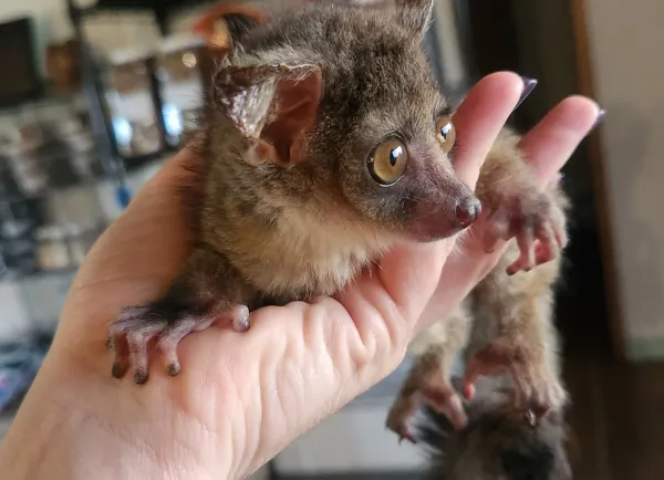 10 Wochen altes Galago-Weibchen