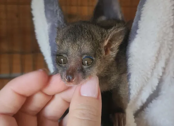10 Wochen altes Galago-Weibchen