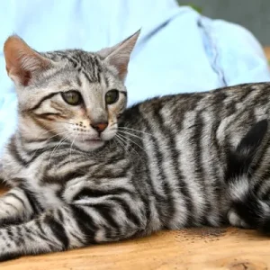Toyger Katze kaufen