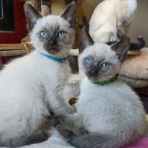 Siam kitten kaufen