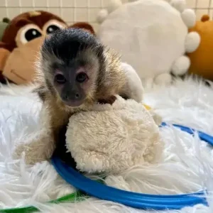 Kapuzineraffe Weibchen kaufen