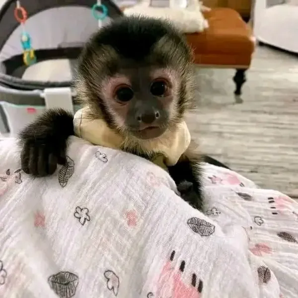 Kapuzineraffe Weibchen kaufen – 2 Monate alt – Bild 2