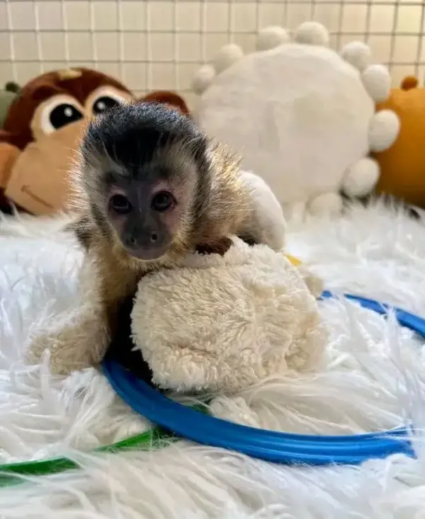 Kapuzineraffe Weibchen kaufen