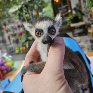 Katta Lemur kaufen