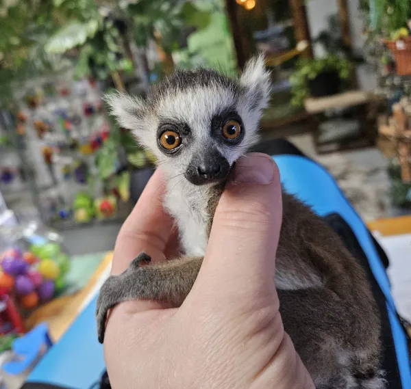 Katta Lemur kaufen