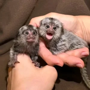 Fingeraffen Pärchen kaufen