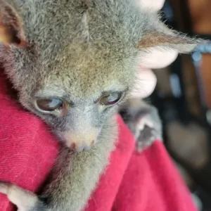 Buschbaby kaufen 2 Monate altes Galago