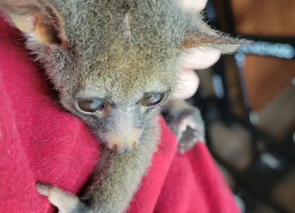 Buschbaby kaufen 2 Monate altes Galago