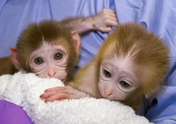 Gesundheitsgarantie für exotische Tiere