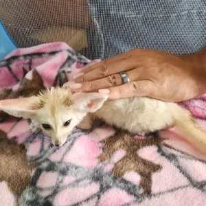 Fennek Fuchs kaufen