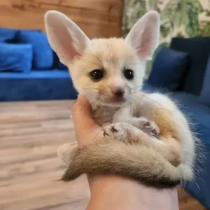 Fennek Fuchs kaufen