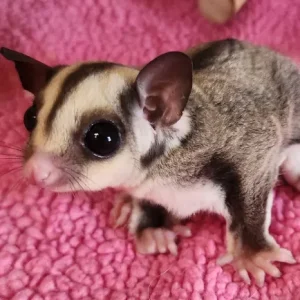 Sugar Glider kaufen