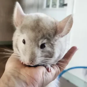 9 Monate alt männlicher Chinchilla