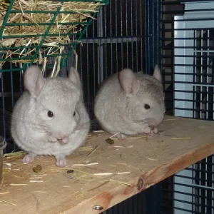 Chinchilla Paar kaufen 