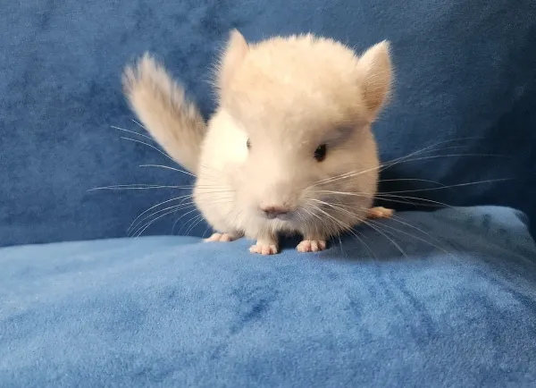 Ausgewachsenes weibliches Chinchilla