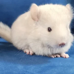 Chinchilla kaufen Ausgewachsenes Weibchen