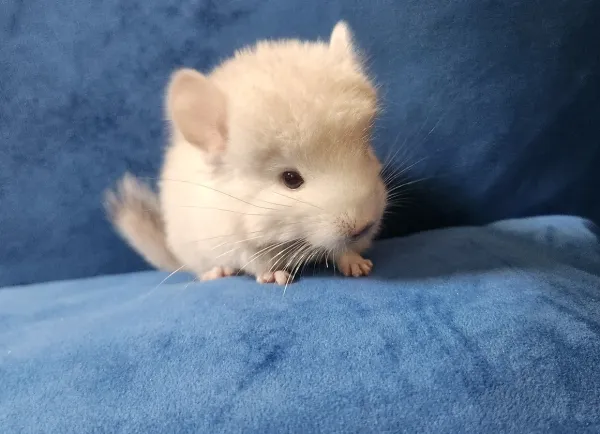 Ausgewachsenes weibliches Chinchilla
