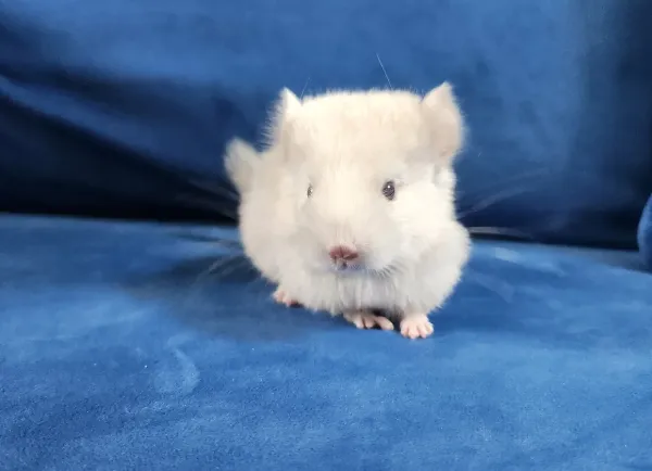Ausgewachsenes weibliches Chinchilla
