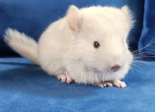 Chinchilla kaufen Ausgewachsenes Weibchen