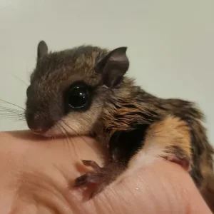 Flughörnchen kaufen Baby Männchen