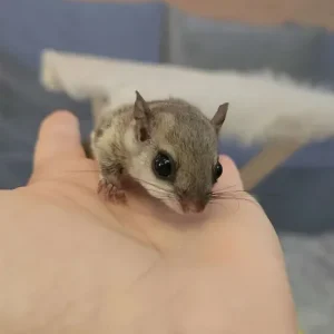 Baby Flughörnchen kaufen