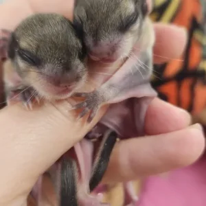 Baby Flughörnchen Paar kaufen