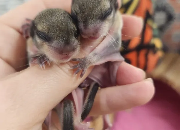 Baby Flughörnchen Paar kaufen