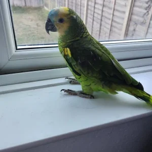 Blaustirnamazone kaufen 