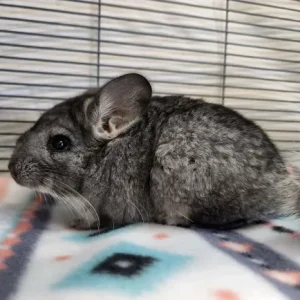 Chinchilla kaufen