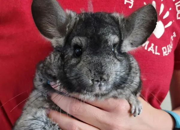 Chinchilla männlich, erwachsen