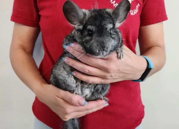 Chinchilla männlich, erwachsen
