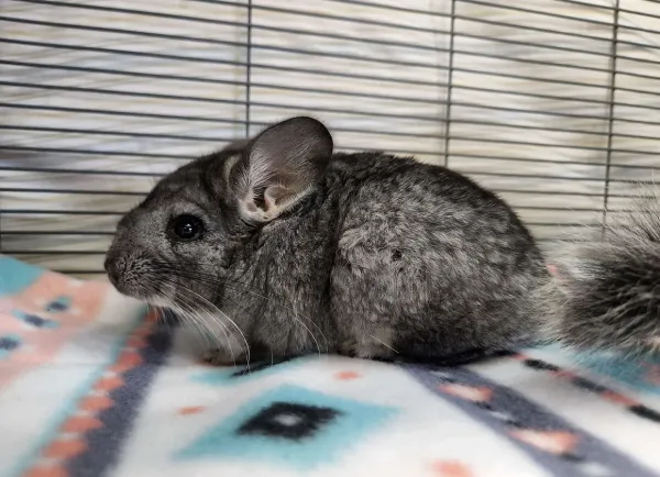 Chinchilla kaufen