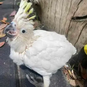 Gelbhaubenkakadu Baby kaufen