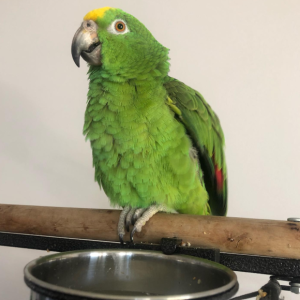 Gelbstirnamazone Rocky kaufen