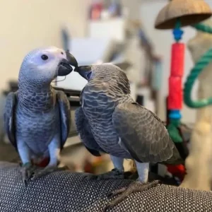 Graupapagei Baby Paar kaufen