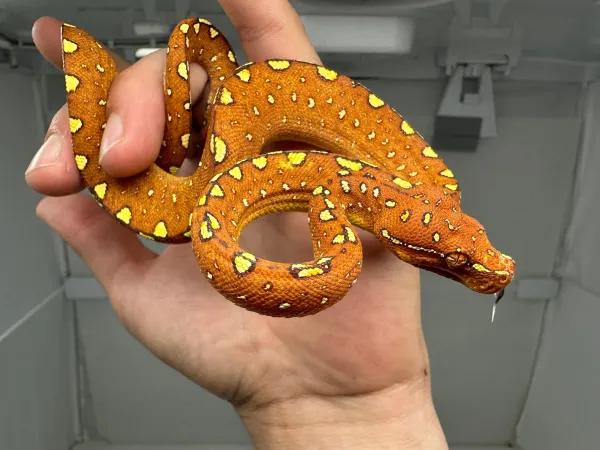 Junger Baumpython Morelia Viridis Biak