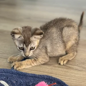 Singapura Kater zu verkaufen