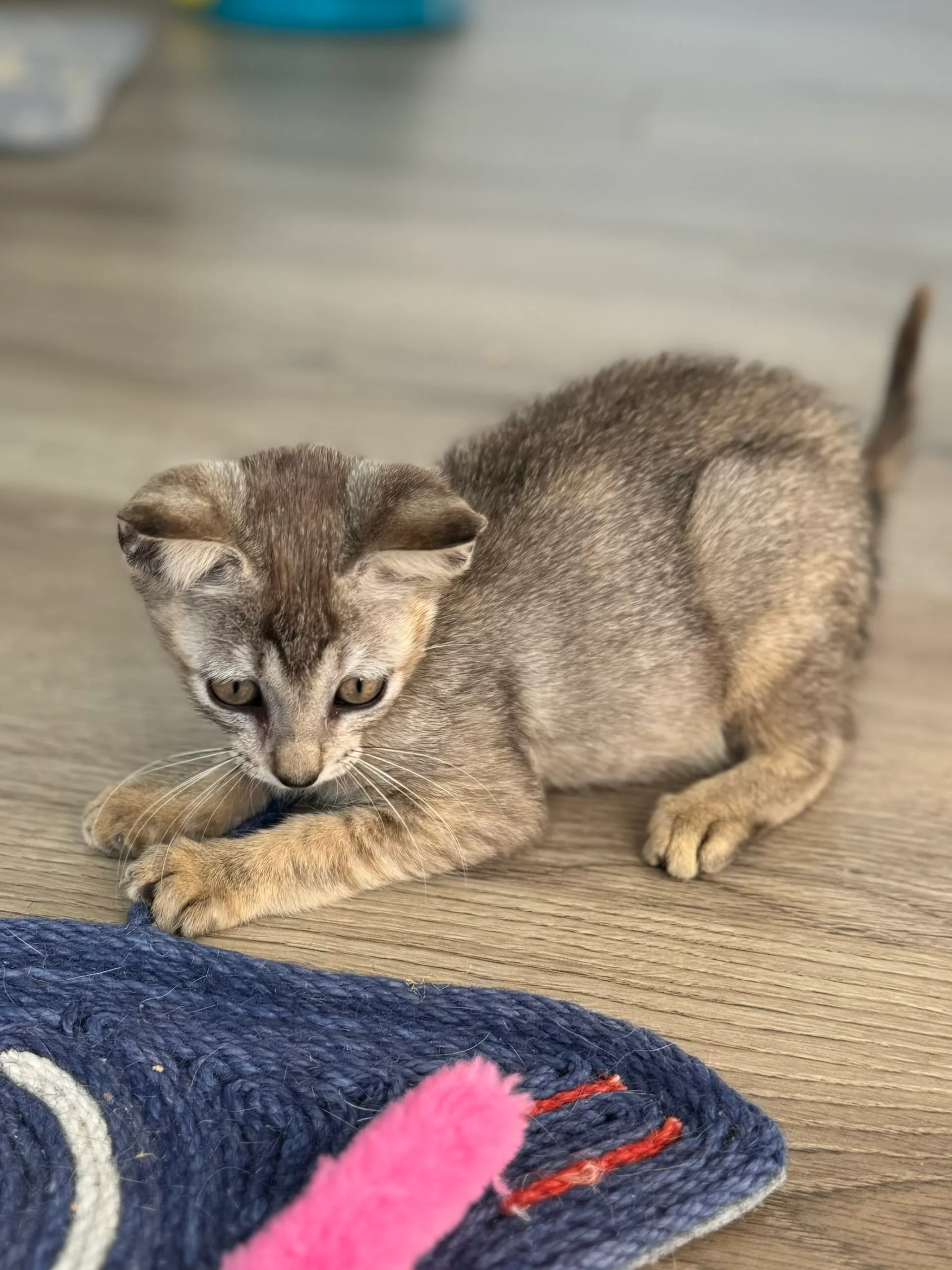 Singapura Kater zu verkaufen