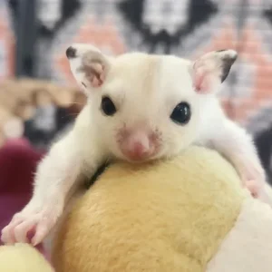 Sugar Glider kaufen Junges Männchen