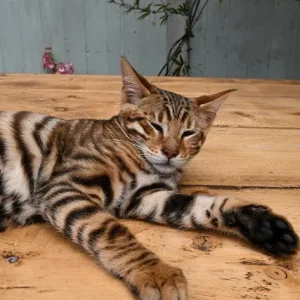 Toyger Kater zu verkaufen