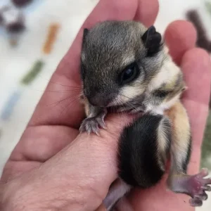 Mehrfarbiges Baby Flughörnchen kaufen