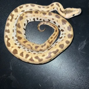 Musterloser Het Albino Tigerpython kaufen