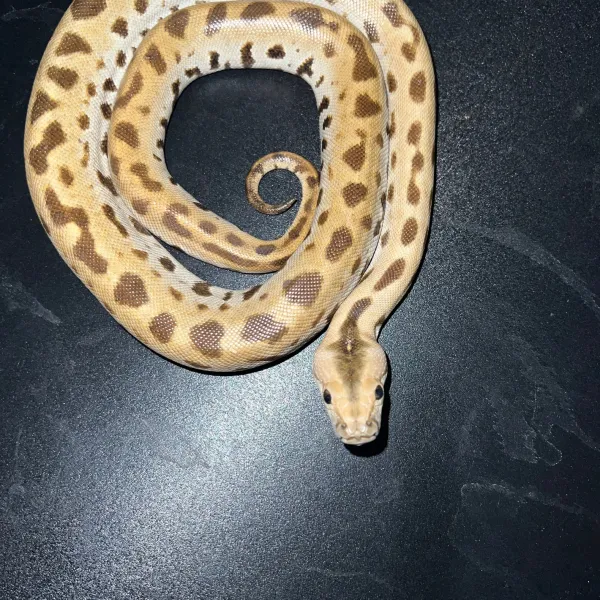 Musterloser Het Albino Tigerpython kaufen – Bild 3