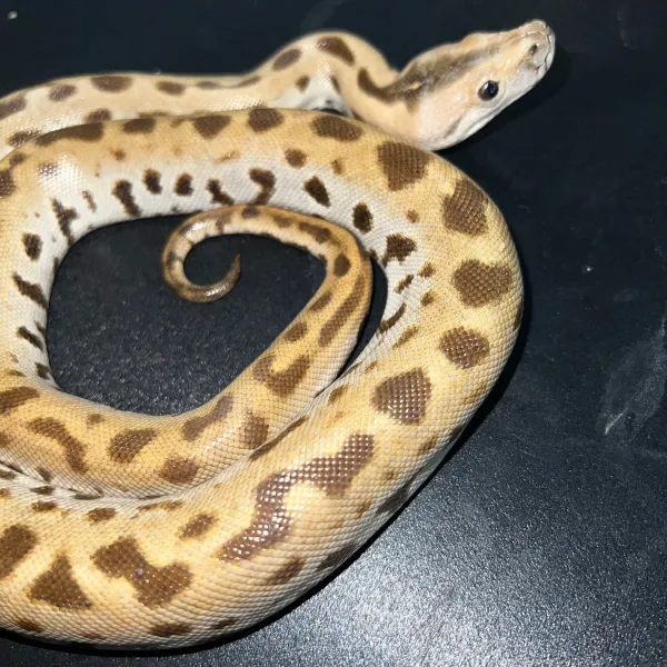 Musterloser Het Albino Tigerpython kaufen – Bild 2