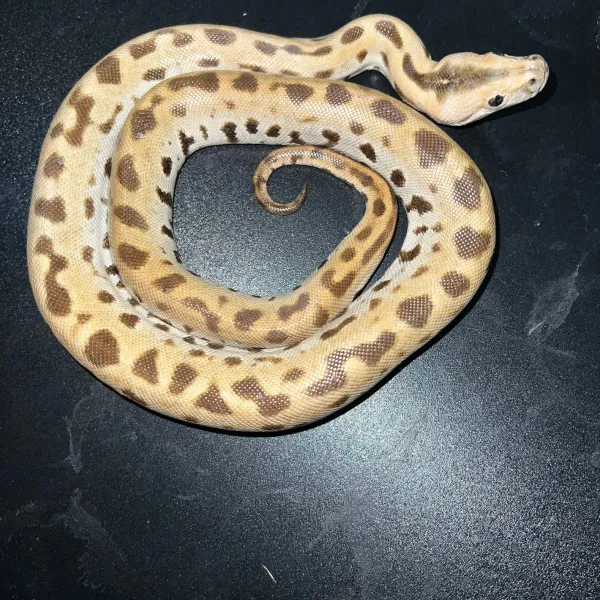 Musterloser Het Albino Tigerpython kaufen