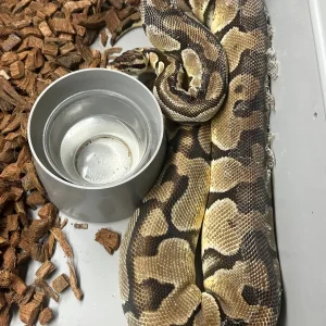 Pastell Enchi Het Clown Königspython