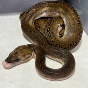 Pied Tiger Netzpython kaufen