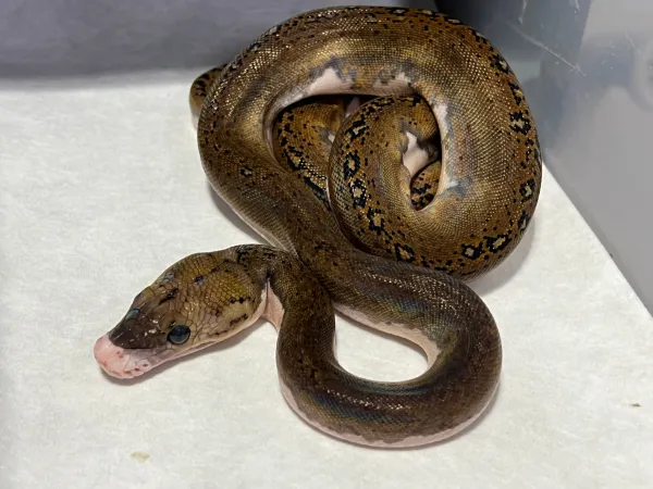 Pied Tiger Netzpython kaufen