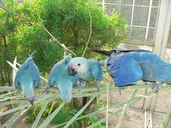 Spix Ara kaufen – Bild 2